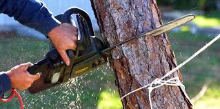 Best Fruit Tree Pruning  in Bossier City, LA