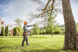 Trusted Bossier City, LA Tree Care Experts