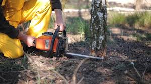  Bossier City, LA Tree Care Pros