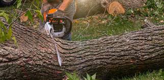 Best Tree Risk Assessment  in Bossier City, LA