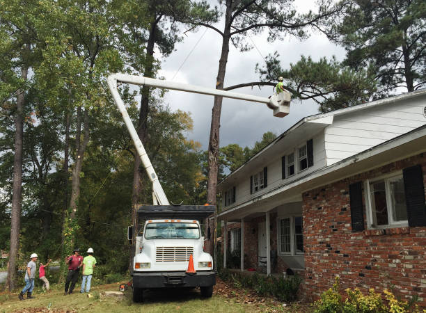 How Our Tree Care Process Works  in  Bossier City, LA