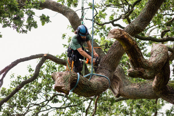 Best Leaf Removal  in Bossier City, LA