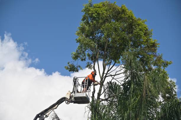 Best Fruit Tree Pruning  in Bossier City, LA