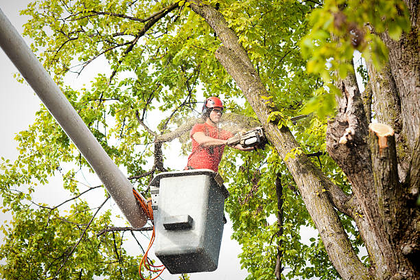 Best Hazardous Tree Removal  in Bossier City, LA