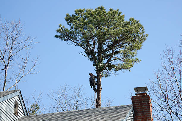 Best Commercial Tree Services  in Bossier City, LA